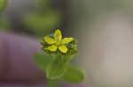 Spotted St. Johnswort